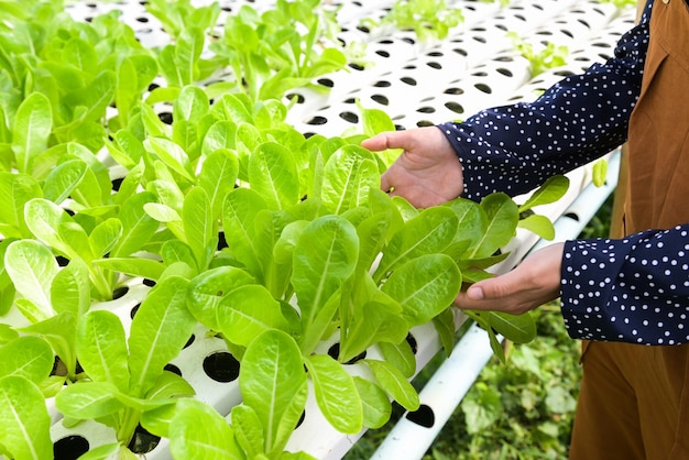 Frau pflückt Hydrokulturpflanzen auf Wasser ohne Boden Landwirtschaft Bio-Lebensmittel Natur Hydroponik-Gemüse aus Hydroponik-Farmen geerntet Frischer grüner Cos-Salat wächst im Garten