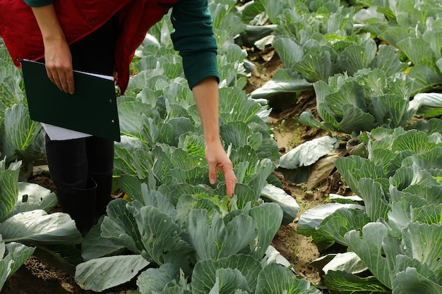 Frau pflückt Kohlgemüse auf dem Feld Bäuerin, die im Herbst auf dem Biobauernhof arbeitet