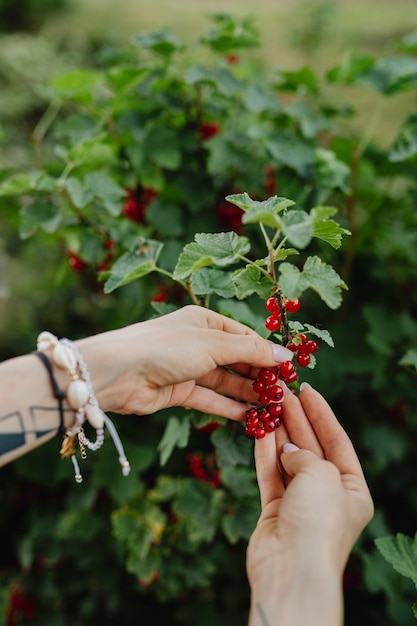 Frau pflückt wilde rote Beeren aus dem Busch