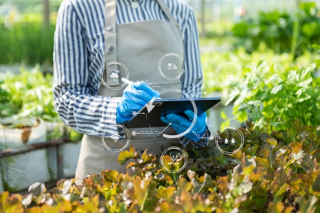 Frau reicht Gartensalat im Bauernhof mit Wachstumsprozess und chemischer Formel auf grünem Hintergrund