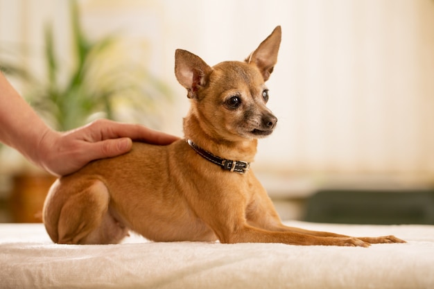 Frau Reiki Meister heilt russischen Spielzeugterrier