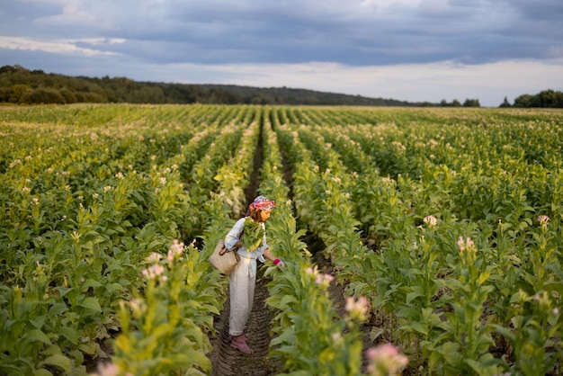 Frau sammelt Tabakblätter auf Plantage