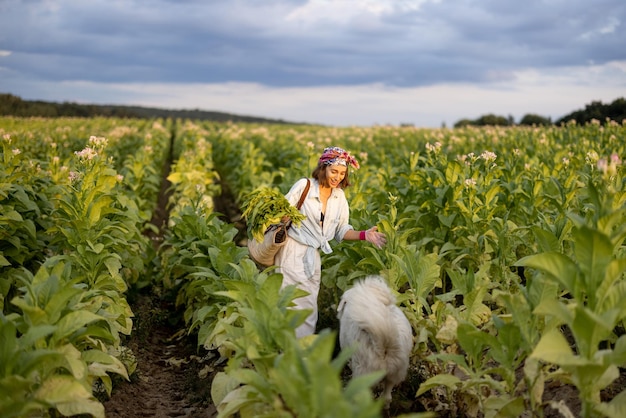 Frau sammelt Tabakblätter auf Plantage