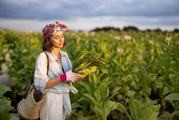 Frau sammelt Tabakblätter auf Plantage