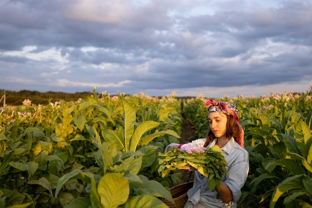 Frau sammelt Tabakblätter auf Plantage