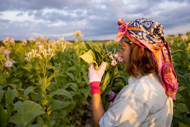 Frau sammelt Tabakblätter auf Plantage