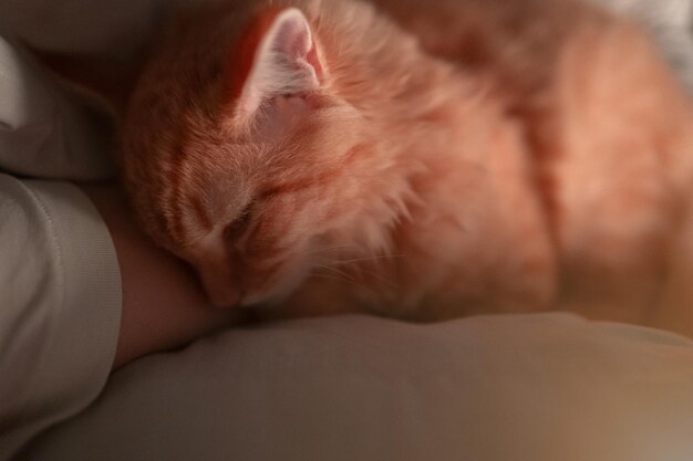 Foto frau schläft mit ihrer katze im bett besitzer mit ihrem haustier in der nacht