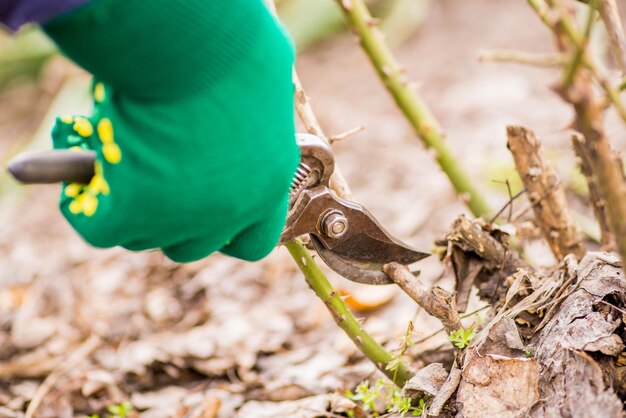 Frau schneidet Busch mit Schere im Garten