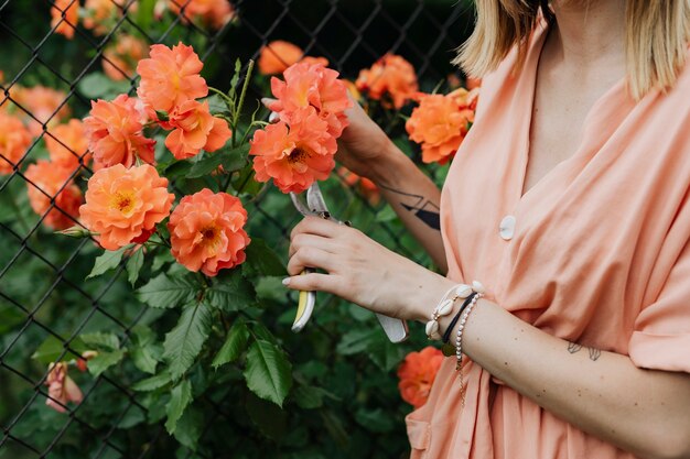 Frau schneidet eine orange Rose aus dem Busch