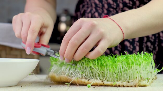 Frau schneidet Microgreens. selektiver Fokus Natur