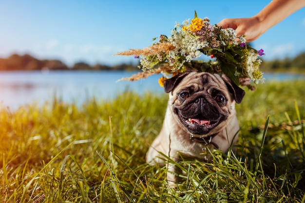 Frau setzt Blumenkranz auf den Kopf des Mops durch Fluss. Glücklicher Welpe, der draußen kühlt