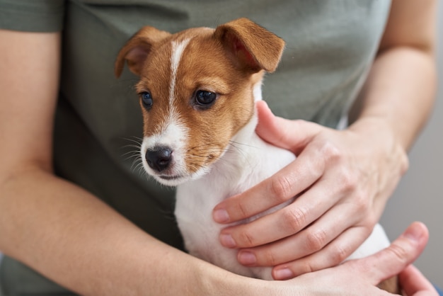 Frau spielt mit ihrem Jack Russell Terrier Hündchen. Gute Beziehungen und Freundschaft zwischen Besitzer und Tierhaustier