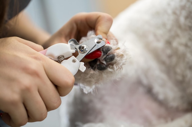 Frau Tierarzt trimmen die Krallen eines Hundes Bichon Frise in einer Tierklinik Nahaufnahme