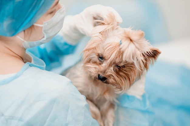 Frau Tierarzt untersucht das Ohr des Hundes Yorkshire Terrier