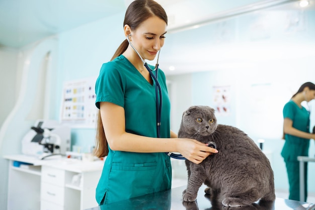 Frau Tierarzt untersucht Katze auf dem Tisch in der Tierklinik Gesundheitsmedizinische Behandlung von Haustieren