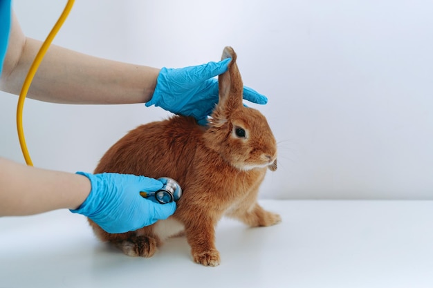 Frau Tierarzt untersucht Rotkaninchen mit Stethoskop