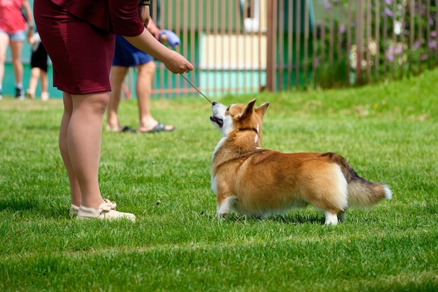 Frau trainiert einen Corgi-Hund im Park