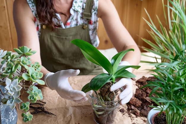 Frau transplantiert Orchidee in einen anderen Topf auf dem Tisch und kümmert sich um Pflanzen und Hausblumen