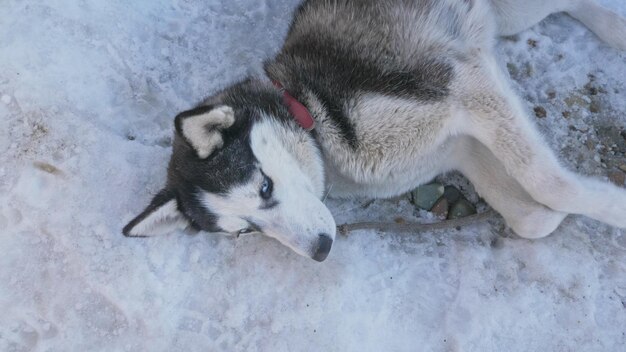 Frau und kleines Kind laufen im Winterwald mit Husky-Hund Junge Mutter mit Tochter im Park mit Husky-Hund Freundschaft Haustier Mensch