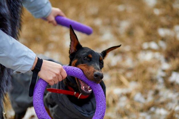 Frau verbringen Zeit mit schönen Dobermann im Freien