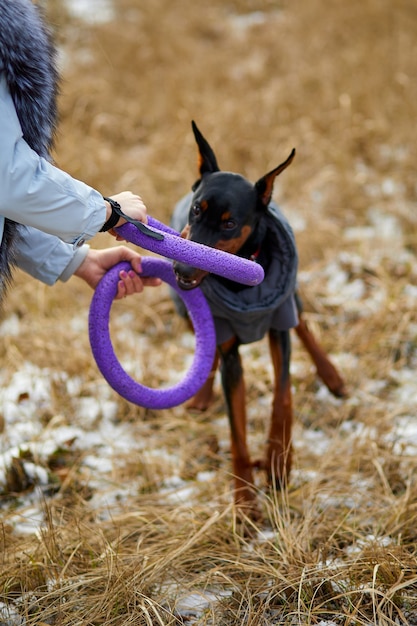 Foto frau verbringt zeit mit schönem hundedobermann im freien