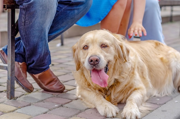 Frau will einen Hund streicheln Flauschiger blonder Labrador-Hund liegt auf dem Kopfsteinpflaster Gehen Sie mit einem Haustier im Park