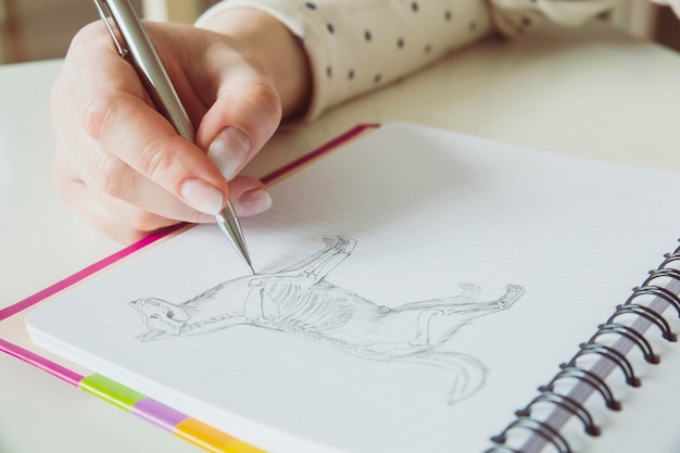 Frau zeichnet die anatomische Struktur eines Hundes mit Bleistift