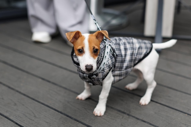Frau zu Fuß Jack Russell Terrier Hund in Anzug für Hund gekleidet Stilvoller Hund beim Gehen