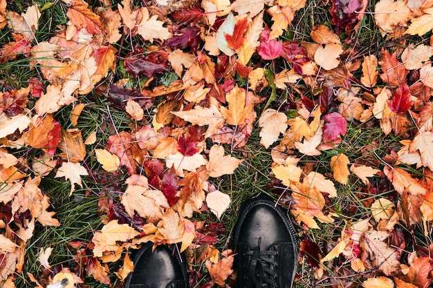 Frauenfüße in schwarzen Stiefeln stehen auf dem Rasen mit gefallenen roten Blättern Herbstblattfallhintergrund