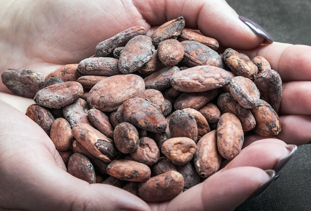 Frauenhände, die geröstete kakaobohnen halten