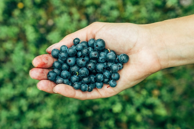 Frauenhände, die reife Blaubeeren pflücken.