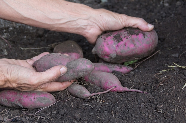 Frauenhände, die Süßkartoffeln im Garten ernten