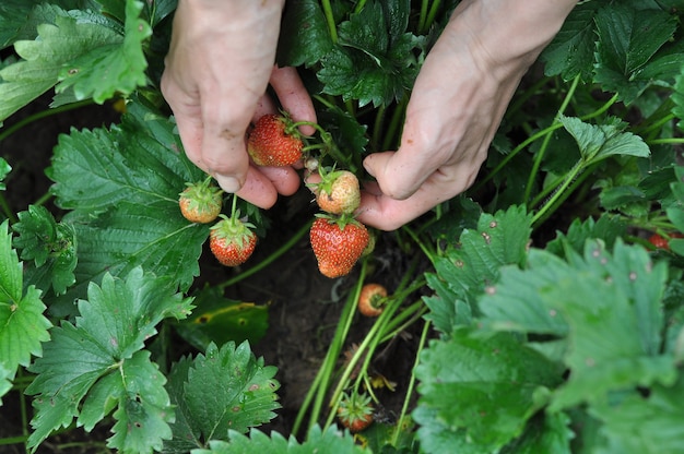 Frauenhände ernten Erdbeeren in der Regenzeit