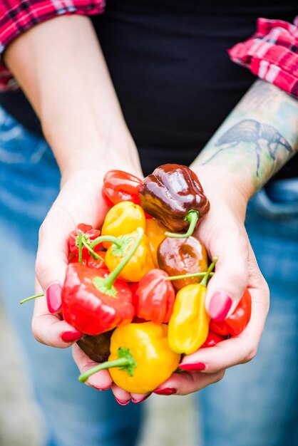 Frauenhände halten bunte Paprika im Garten