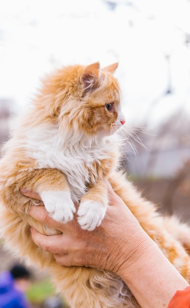 Frauenhände halten ein süßes kleines Kätzchen Ein rotes und flauschiges Katzenhaustier