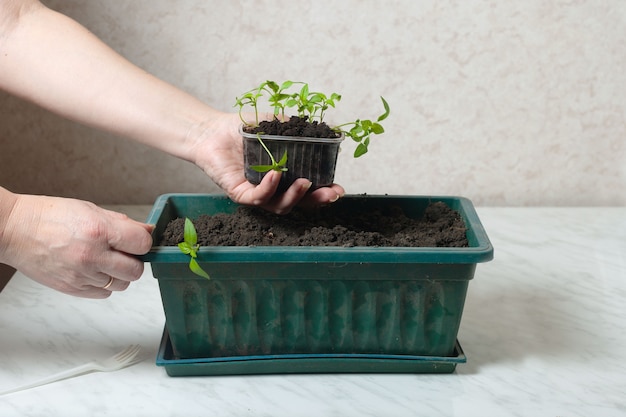 Frauenhände halten eine kleine Tasse Tomatensetzlinge. Die Pflanzen werden in eine gekochte grüne Kiste gepflanzt.