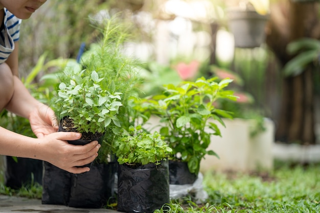 Frauenhände halten Gemüsepflanzen und bereiten sich auf Pflanzen im Garten vor