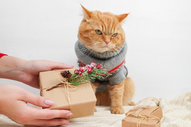 Frauenhände mit einem Bastelgeschenk und einer verärgerten Ingwerkatze