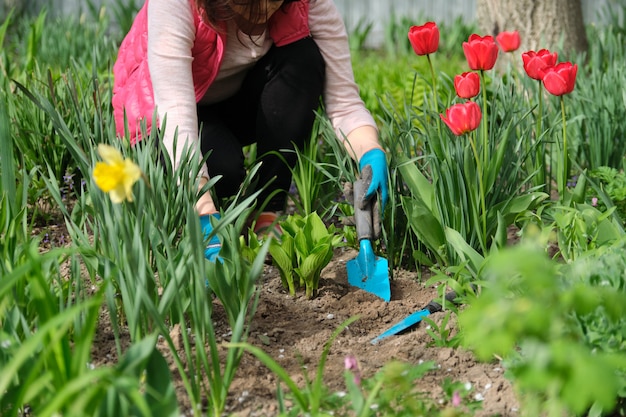 Frauenhände mit Gartenwerkzeugen, die mit Erde arbeiten und Hostas kultivieren