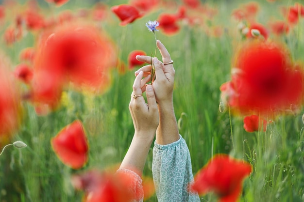 Frauenhände mit Kornblumen im Mohnfeld am Abend im Sommer, Nahaufnahme auf dem Land. Atmosphärischer Moment. Junge Frau entspannt sich zwischen Wildblumen auf der Wiese. Einfaches Landleben