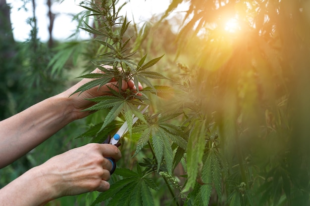 Frauenhände schneiden mit einer Schere einen Marihuanabusch ab. Cannabisplantage bei Sonnenuntergang. Selektiver Fokus