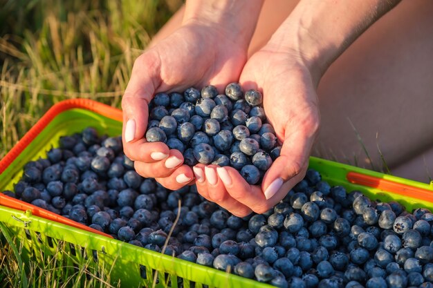 Frauenhände voll frisch geernteter Blaubeeren in Herzform Nahaufnahme