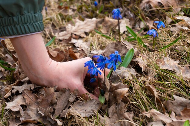 Frauenhand, die blaue Schneeglöckchenblumen im Wald am sonnigen windigen Frühlingstag berührt