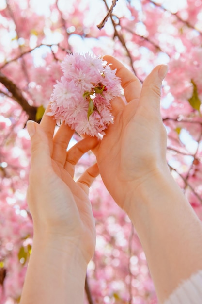 Frauenhand, die blühende Sakura-Baumblumen berührt