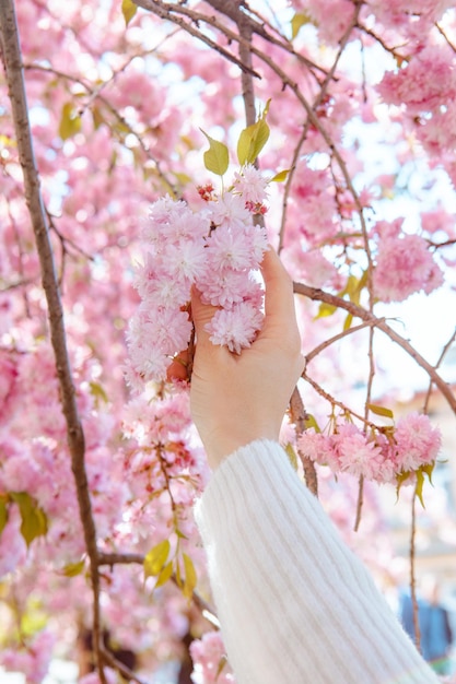 Frauenhand, die blühende Sakura-Baumblumen berührt