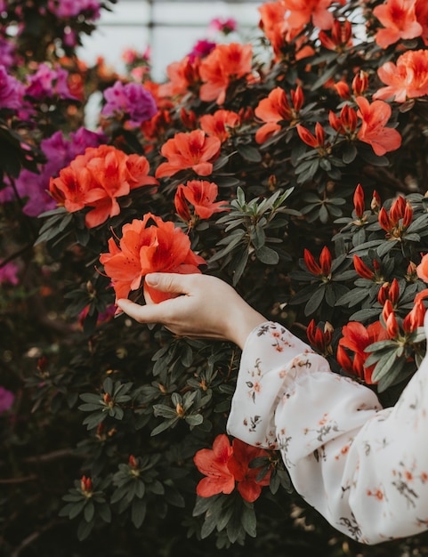 Frauenhand, die Blumen im Garten berührt