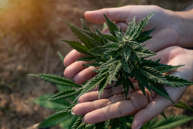 Frauenhand, die Cannabis hält, das auf dem Bauernhof wächst