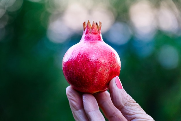 Frauenhand, die eine Frucht, einen Granatapfel hält.