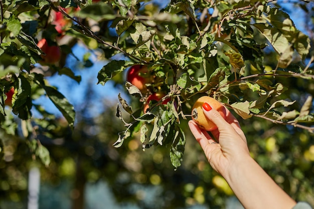 Frauenhand, die eine Kiste mit aed reifen Äpfeln hält, die in der Herbstsaison Früchte vom Zweig ernten