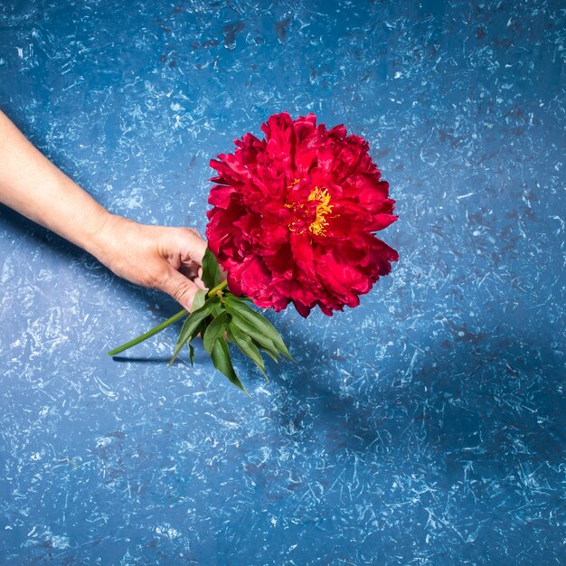 Frauenhand, die eine schöne helle rote pfingstrose auf blauem strukturiertem hintergrund im modernen trendigen stil mit schatten hält. festliche grußkarte mit blume für muttertag oder frauenfeiertag. quadratisches foto.